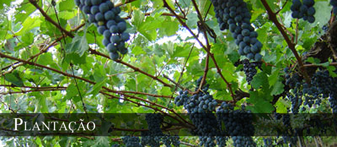 Vinhos